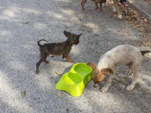 Dominqiuto 6 mrt 16 (3)