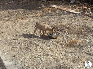 Dominqiuto 6 mrt 16 (5)