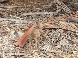 Dominqiuto 6 mrt 16 (8)