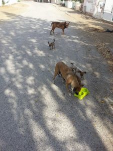 Dominqiuto 6 mrt 16 (9)