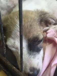 dierenarts 1ste keer (12)