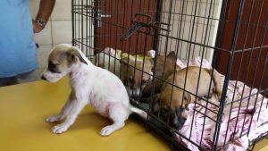 dierenarts 1ste keer (15)