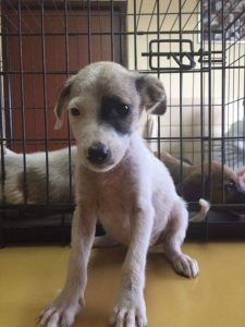 dierenarts 1ste keer (6)