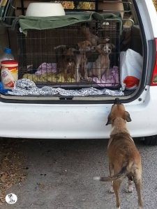 vangen 6 mrt 16 (21)