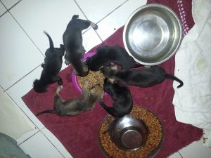 12595983_10207620188877674_933125137_n