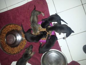 12674132_10207620189037678_1121625525_n