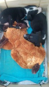 12957336_10207854052924129_1642059316_n