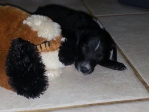 12957359_10207882261829334_1404377226_n