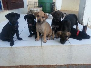 12968616_10207868652169101_47774333_n - Copy