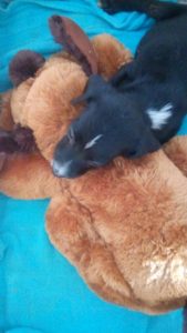 12968730_10207854053284138_2047530589_n