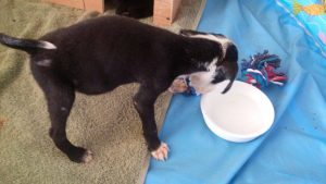 12970120_10207854053404141_1256017420_o