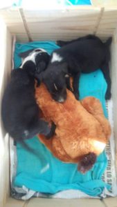 12987902_10207854053124134_94562593_n