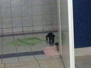 12988172_10207882266109441_2010660603_n