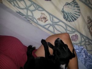 12992175_10207882265829434_263467799_n