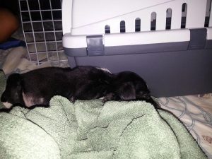 12992285_10207882264309396_333212030_n