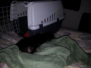 12992369_10207882265309421_1714895256_n