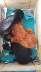 12992852_10207854052764125_297338555_n