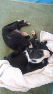 12992982_10207850684479920_703451353_n