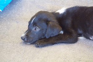 13001221_1122840347747347_3798964069205120435_n