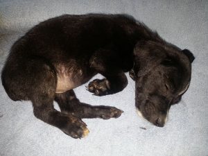 13020060_10207882263669380_226433183_n