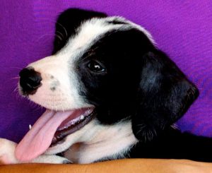 13022357_1129073647124017_1625430482_n