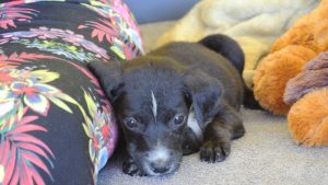 13029407_1122840567747325_5907692002661151299_o