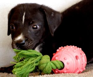 13059413_1129072790457436_72233559_n