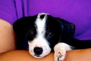 13059466_1129073617124020_1227801066_n