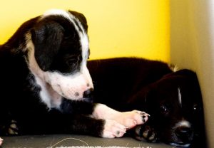 13059710_1129073613790687_999320617_n