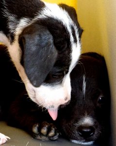 13077227_1129073680457347_1583438713_n