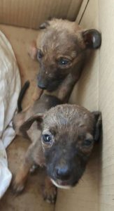 13081659_10207964427483424_1282492941_n