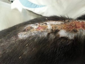 13082054_10207974929625971_212525173_n