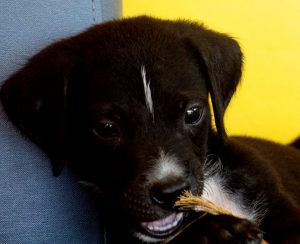 13090357_1129073960457319_123328403_n