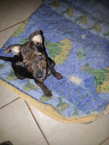 13090438_10207996415443103_333990780_n