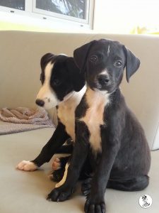 13101129_10208014795142584_453523796_n