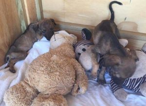 13101267_10207964426603402_1803664645_n