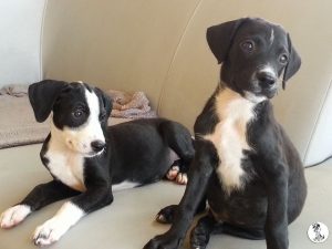 13101335_10208014783102283_1595081242_n