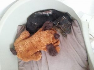 13101526_10207974921825776_638883806_n