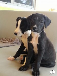 13115728_10208014795422591_713419385_n