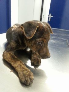 13115849_10207974927105908_1537841420_n