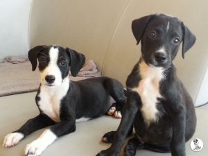 13162524_10208014792302513_413755080_n