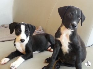 13162530_10208014789422441_144758541_n