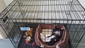 13164490_628210107326618_9111038026291243154_n