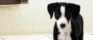 13177331_627613470719615_2955312224922627213_n