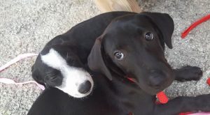 13177945_628334070647555_4637439695042477494_n