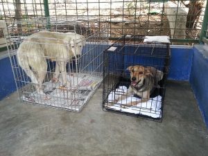 13219807_10208091800827678_992326666_n