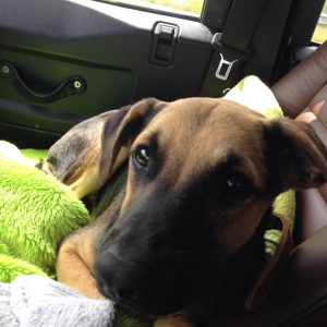 13220058_790521361085420_254115934_n