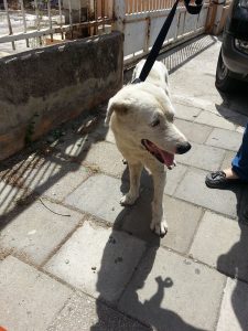 13235740_10208091808027858_1631213953_n