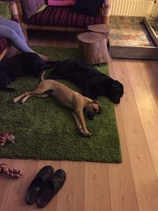 13249371_943448545754559_685365885_n