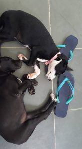 13256132_629830247164604_5466040997852767414_n